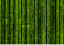 O bambú Chinês - Está disposto a continuar acreditando em seu desenvolvimento?