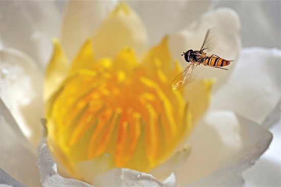 A abelhinha - Você reconhece o valor de sua missão em cada novo dia? 